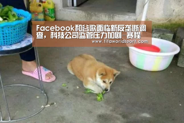 Facebook和谷歌面临新反垄断调查,科技公司监管压力加剧-赛程时间(图1) 新闻快讯